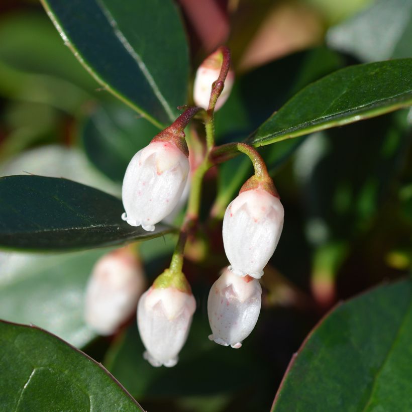 Salali White Pearl (Kukinta)
