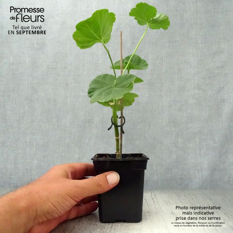 Esimerkki syksyllä toimitetusta Vyöhykepelargoni Appleblossom 7/8 cm taimiruukku-taimesta