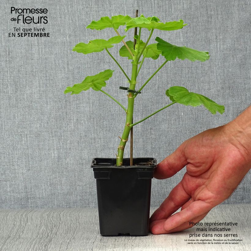 Esimerkki syksyllä toimitetusta Vyöhykepelargoni Fantaisy Crystal Palace Gem 7/8 cm taimiruukku-taimesta