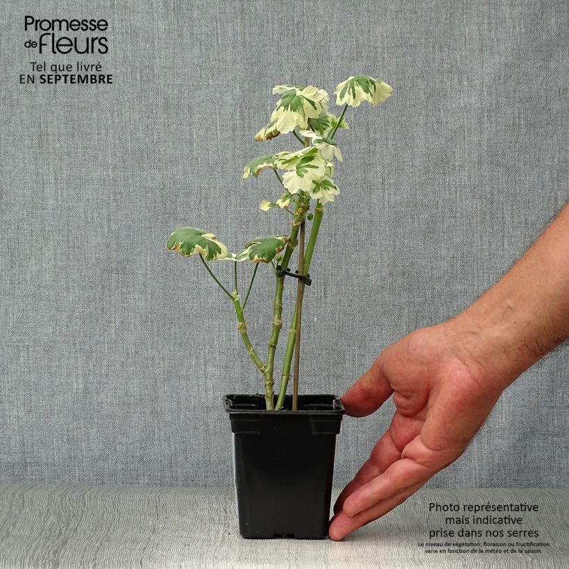 Esimerkki syksyllä toimitetusta Vyöhykepelargoni Fantaisy Franck Headley 7/8 cm taimiruukku-taimesta