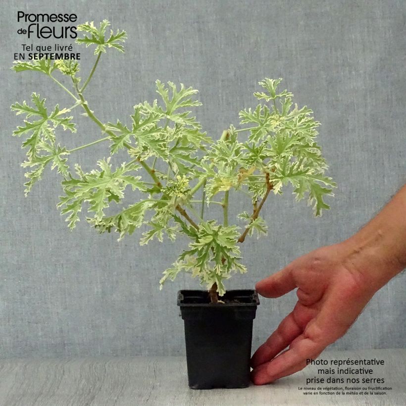Esimerkki syksyllä toimitetusta Tuoksupelargoni Grey Lady Plymouth 7/8 cm taimiruukku-taimesta