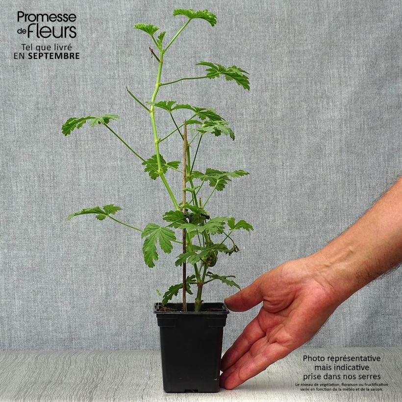 Esimerkki syksyllä toimitetusta Tuoksupelargoni Paton's Unique 7/8 cm taimiruukku-taimesta