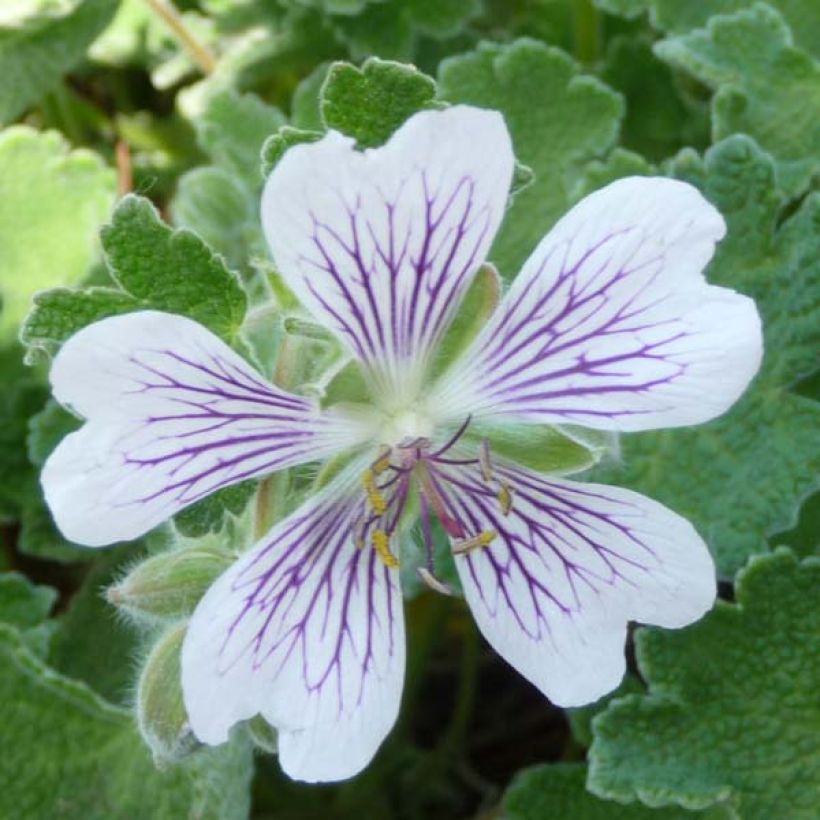 Nyppykurjenpolvi - Geranium renardii (Kukinta)