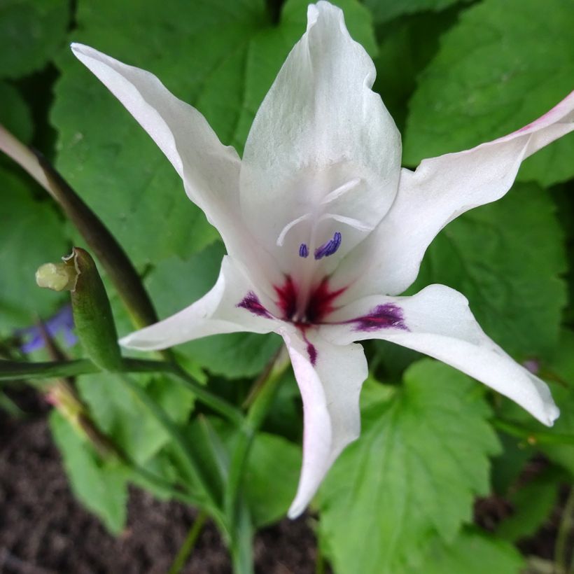 Kapinmiekkalilja Albidus (Kukinta)