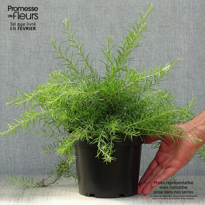 Esimerkki syksyllä toimitetusta Silkkipuu - Grevillea rosmarinifolia 2 litran/3 litran ruukku-taimesta
