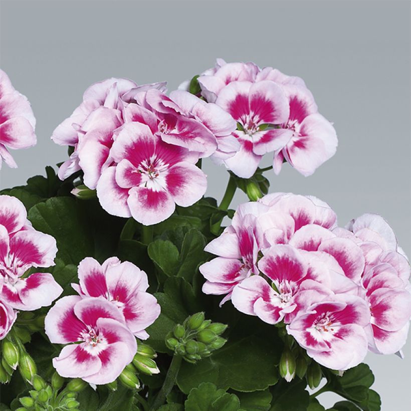 Vyöhykepelargoni Flowerfairy White Splash (Kukinta)
