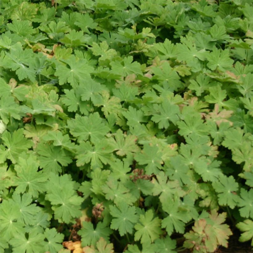 Tuoksukurjenpolvi Bevan s Variety (Lehvistö)