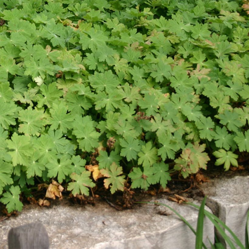 Tuoksukurjenpolvi Bevan s Variety (Kasvutapa)