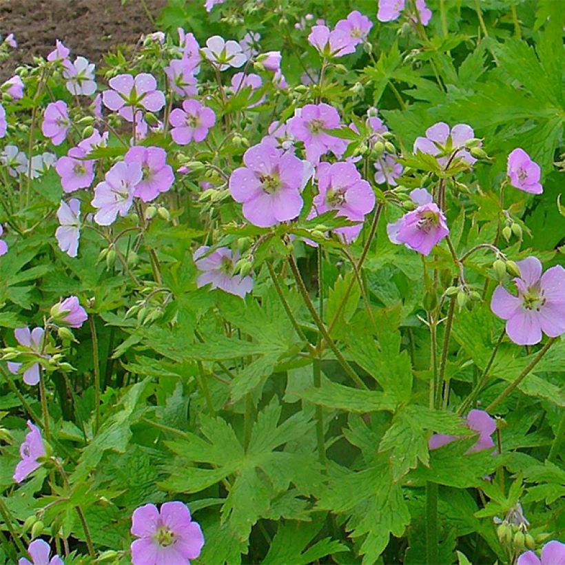 Täpläkurjenpolvi - Geranium maculatum (Kukinta)