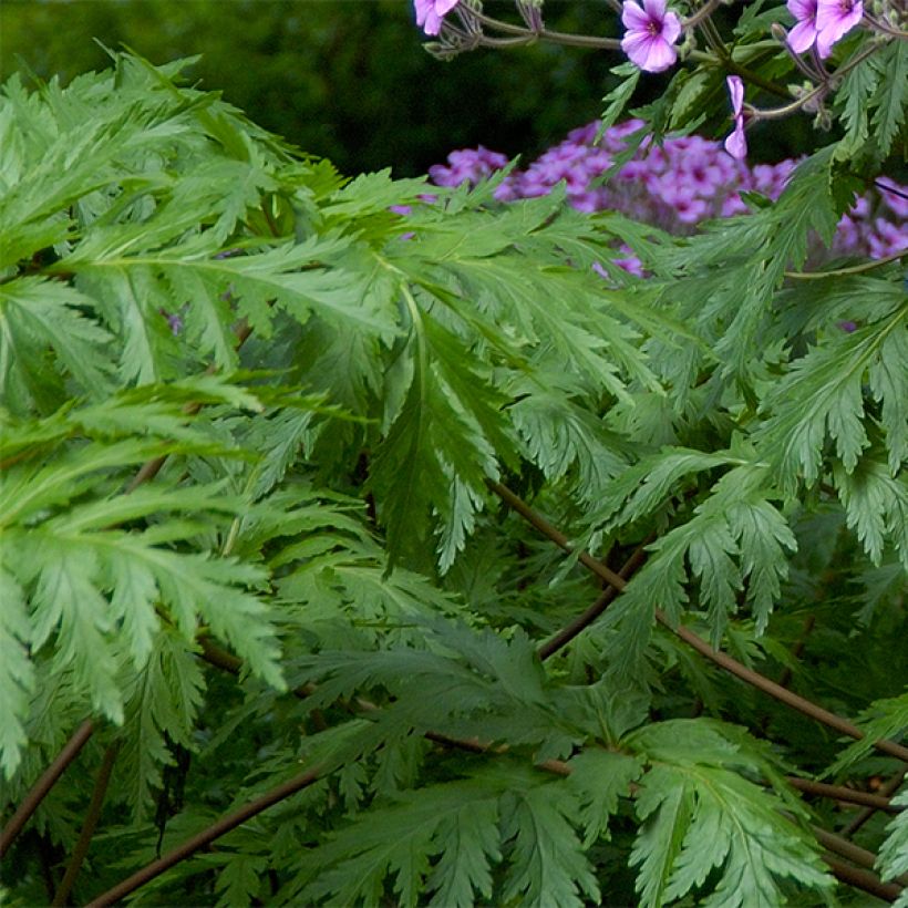 Madeirankurjenpolvi - Geranium maderense (Lehvistö)