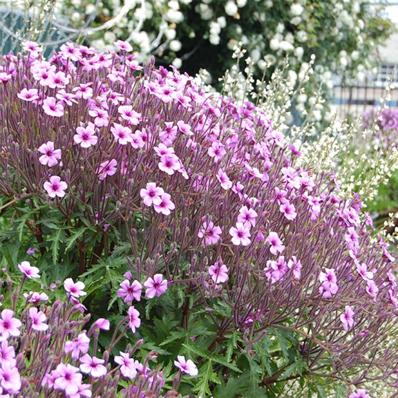 Madeirankurjenpolvi - Geranium maderense (Kukinta)