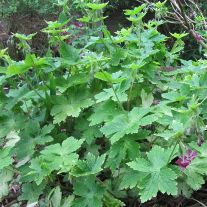 Tummakurjenpolvi - Geranium phaeum (Lehvistö)