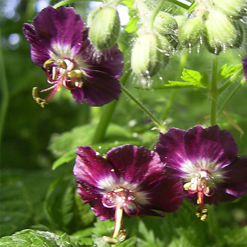 Tummakurjenpolvi - Geranium phaeum (Kukinta)