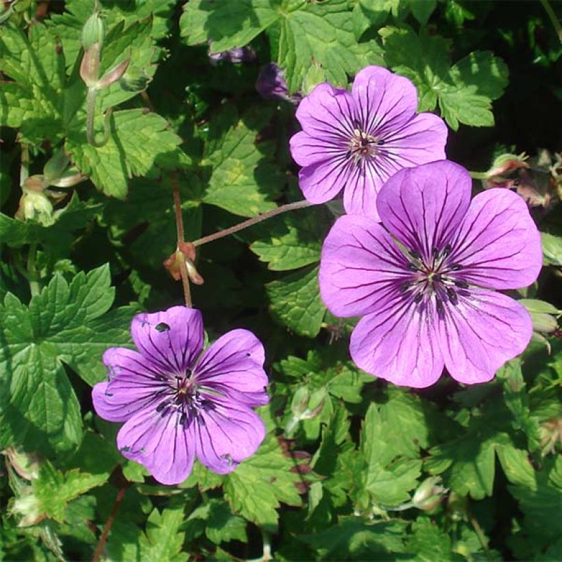 Kurjenpolvi Pink Penny (Kukinta)