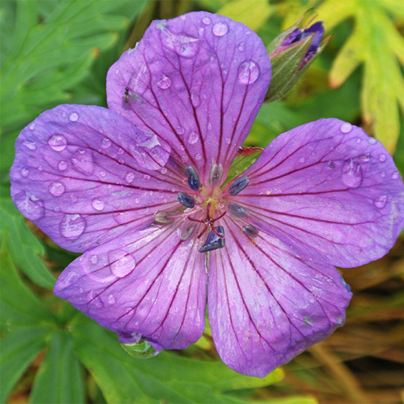Kasmirinkurjenpolvi Kashmir Purple (Kukinta)