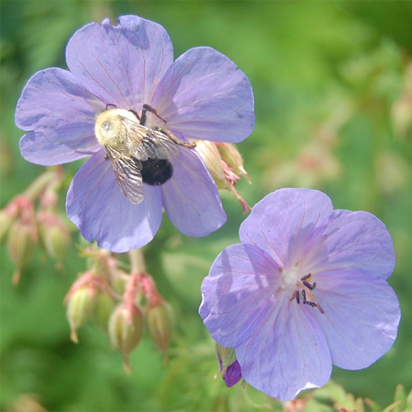 Kasmirinkurjenpolvi Kashmir Blue (Kukinta)