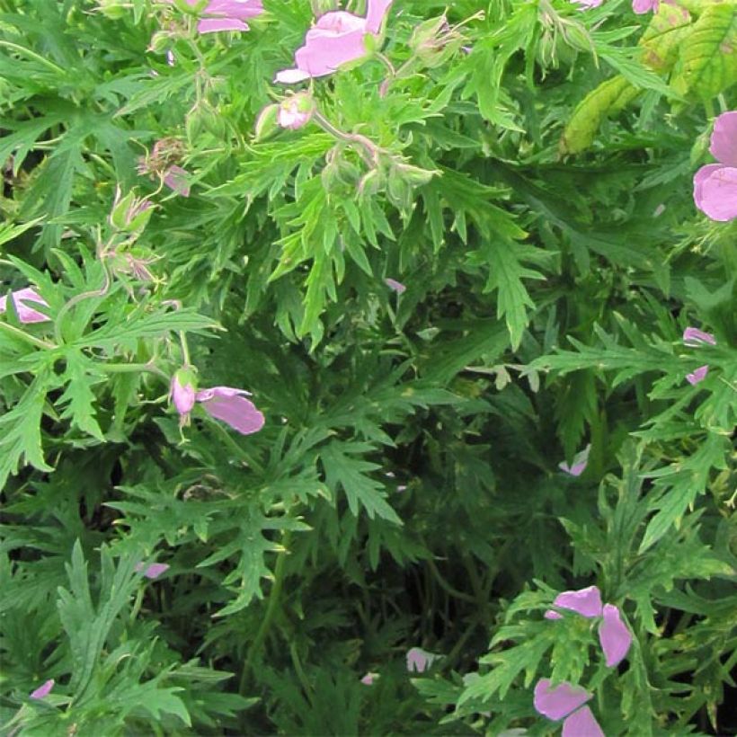 Kasmirinkurjenpolvi Kashmir Pink (Lehvistö)