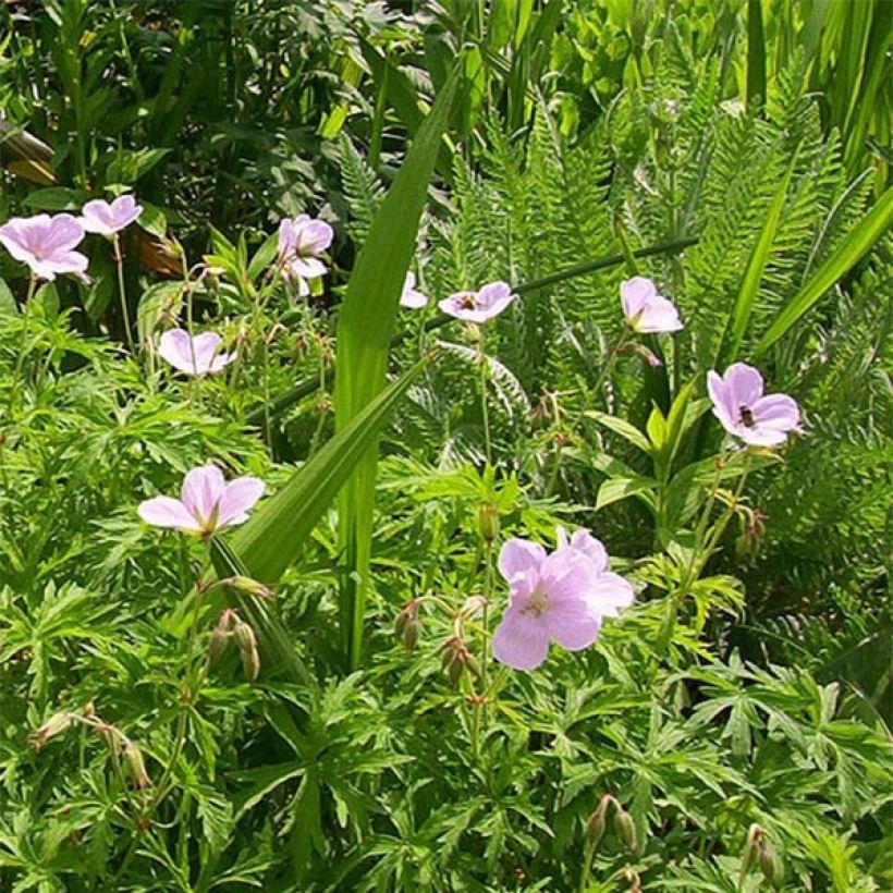Kasmirinkurjenpolvi Kashmir Pink (Kukinta)