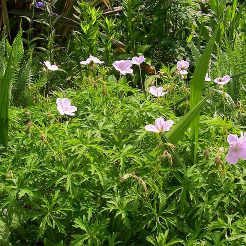 Kasmirinkurjenpolvi Kashmir Pink (Kasvutapa)