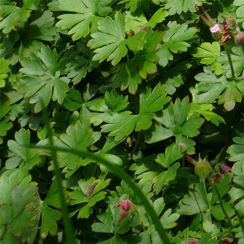Dalmatiankurjenpolvi Bressingham Pink (Lehvistö)