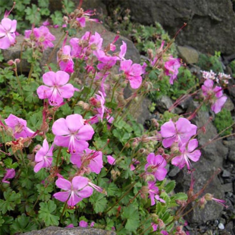Dalmatiankurjenpolvi Bressingham Pink (Kasvutapa)