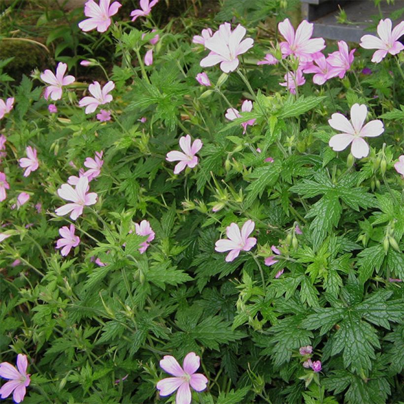 Espanjankurjenpolvi - Geranium endressii (Kasvutapa)