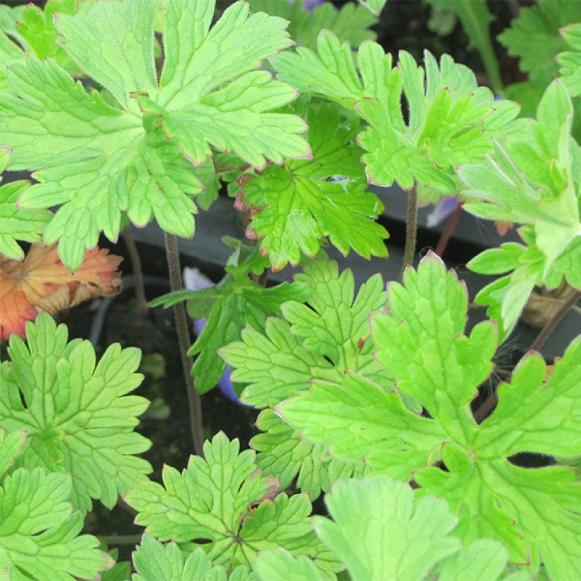 Idänkurjenpolvi - Geranium himalayense (Lehvistö)