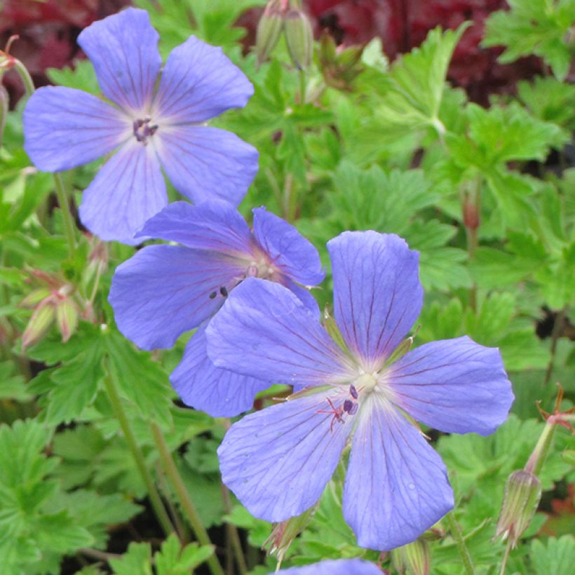 Idänkurjenpolvi - Geranium himalayense (Kukinta)