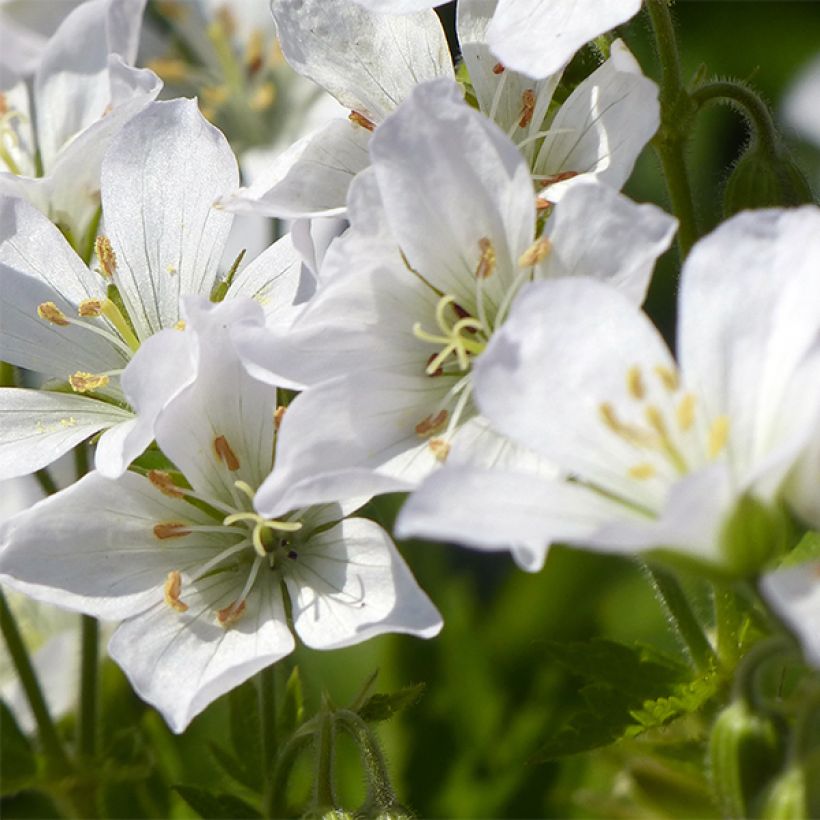Täpläkurjenpolvi - Geranium maculatum var.album (Kukinta)