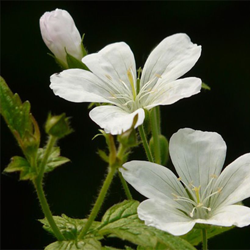 Hämykurjenpolvi Silverwood (Kukinta)