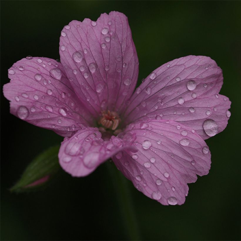 Rusokurjenpolvi Rosenlicht (Kukinta)