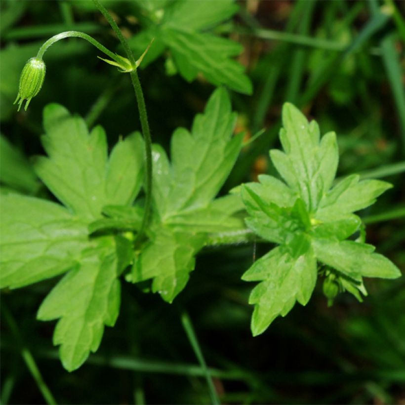 Ojakurjenpolvi - Geranium palustre (Lehvistö)