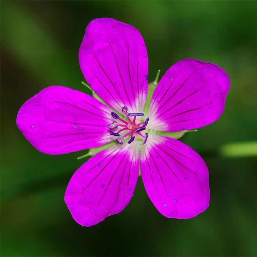 Ojakurjenpolvi - Geranium palustre (Kukinta)