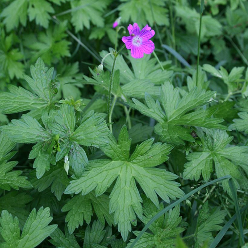 Ojakurjenpolvi - Geranium palustre (Kasvutapa)