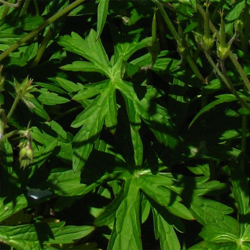 Kanadankurjenpolvi - Geranium richardsonii (Lehvistö)