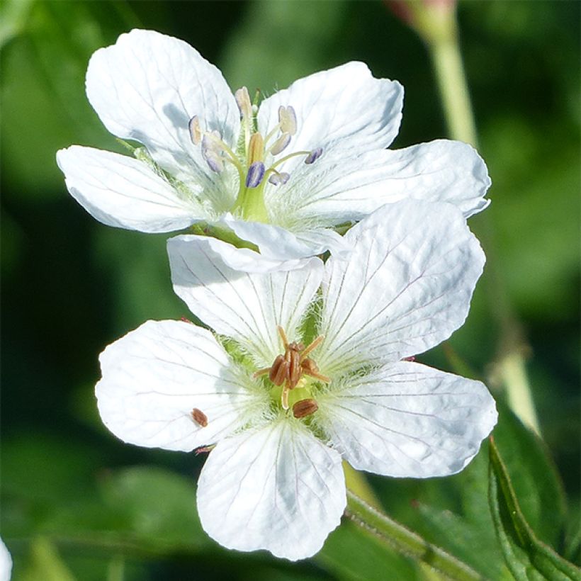 Kanadankurjenpolvi - Geranium richardsonii (Kukinta)