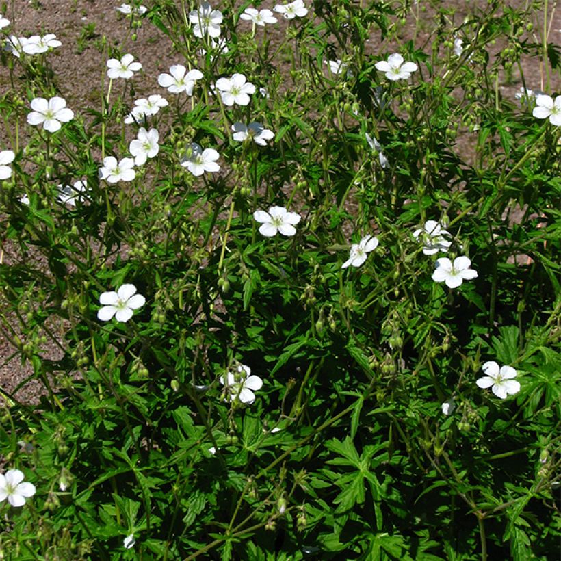 Kanadankurjenpolvi - Geranium richardsonii (Kasvutapa)