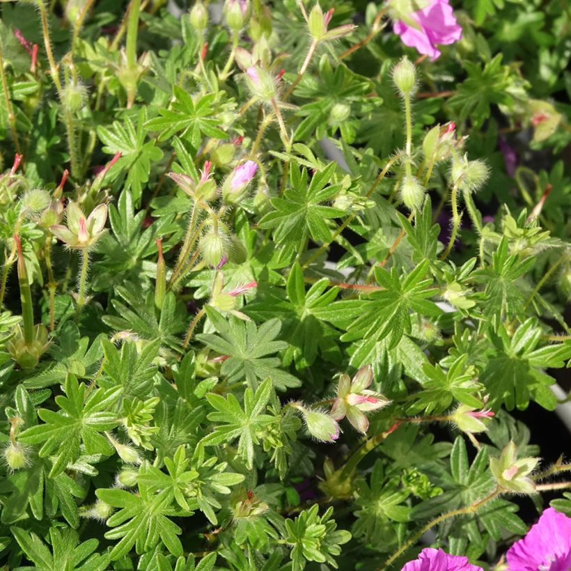 Verikurjenpolvi Frivolius Purple (Lehvistö)