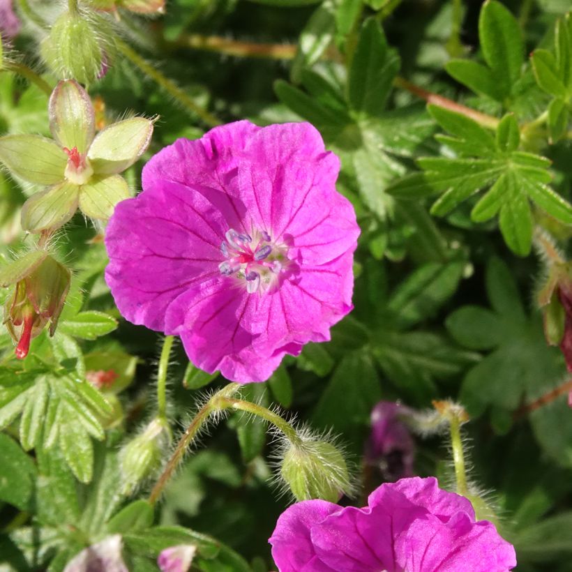 Verikurjenpolvi Frivolius Purple (Kukinta)