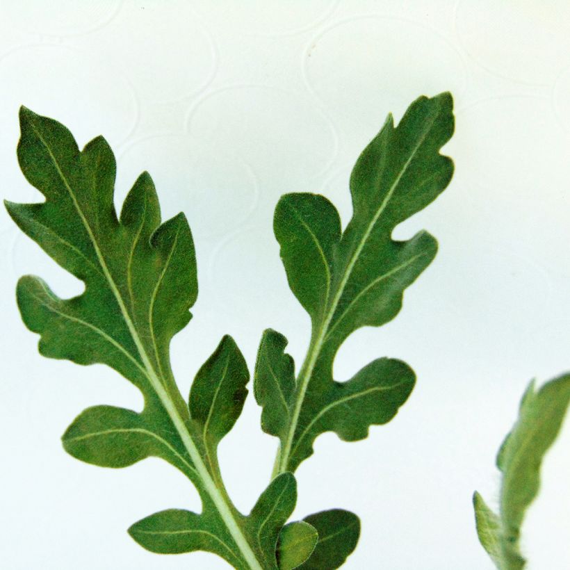Syyssädekukka Maxima Aurea (Lehvistö)
