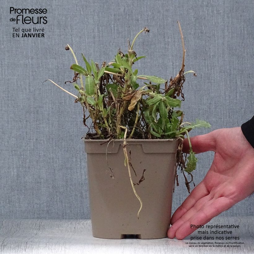 Esimerkki talvella toimitetusta Loistosädekukka Mesa Yellow Pot de 2L/3L-taimesta