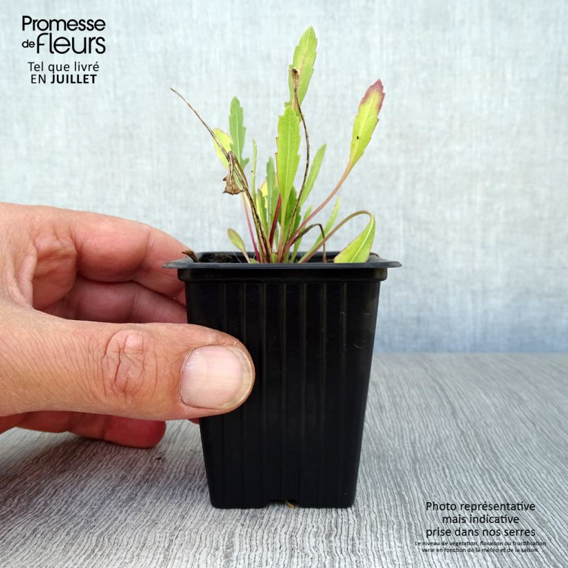 Esimerkki kesällä toimitetusta Loistosädekukka Royale Godet de 7/8 cm-taimesta