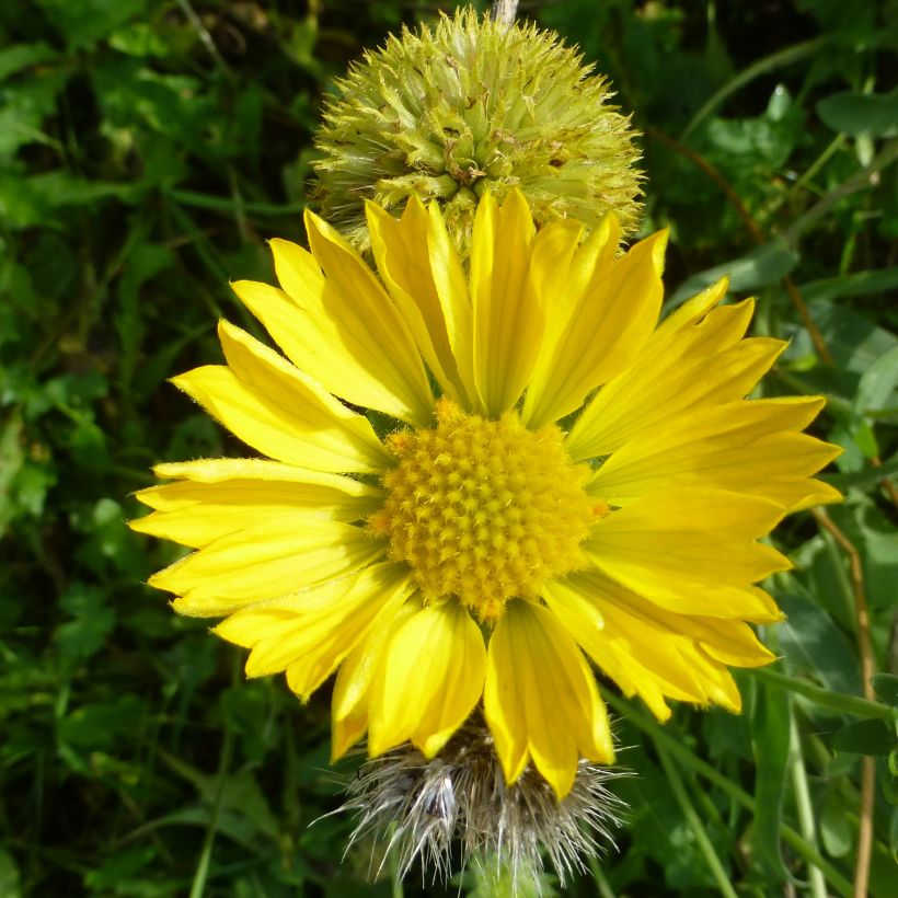 Syyssädekukka Maxima Aurea (Kukinta)