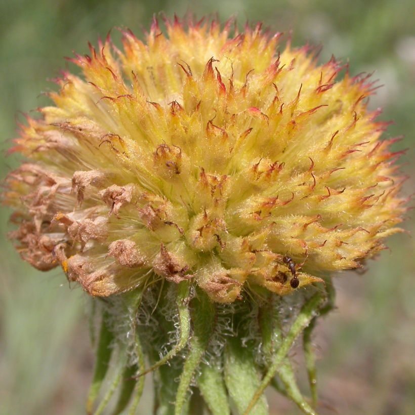 Syyssädekukka Maxima Aurea (Sadonkorjuu)