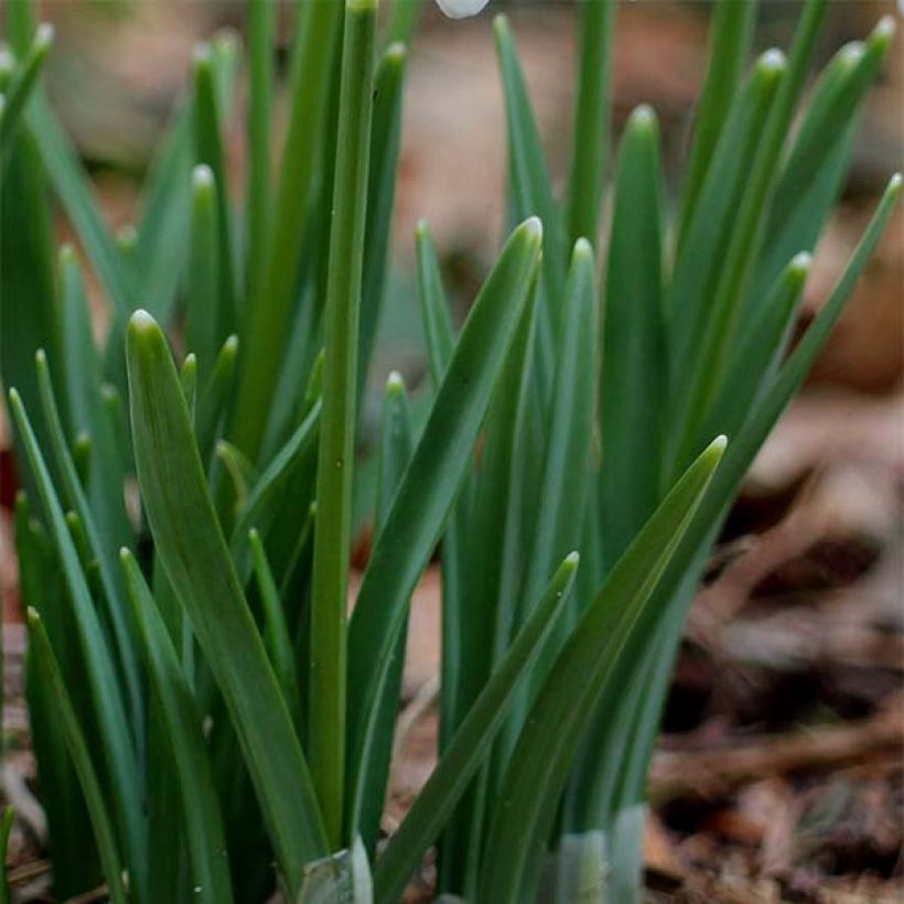 Puistolumikello - Galanthus nivalis (Lehvistö)