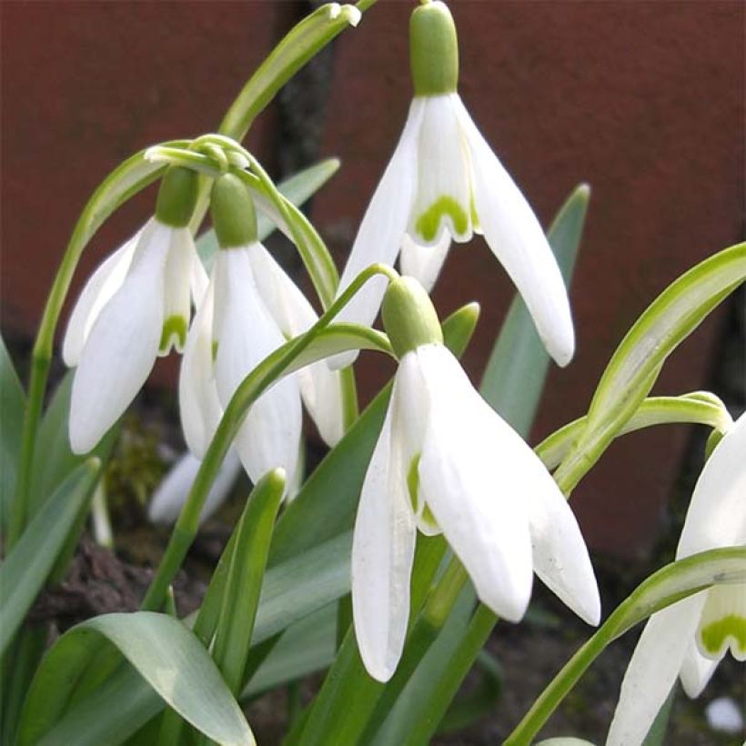 Puistolumikello - Galanthus nivalis (Kukinta)