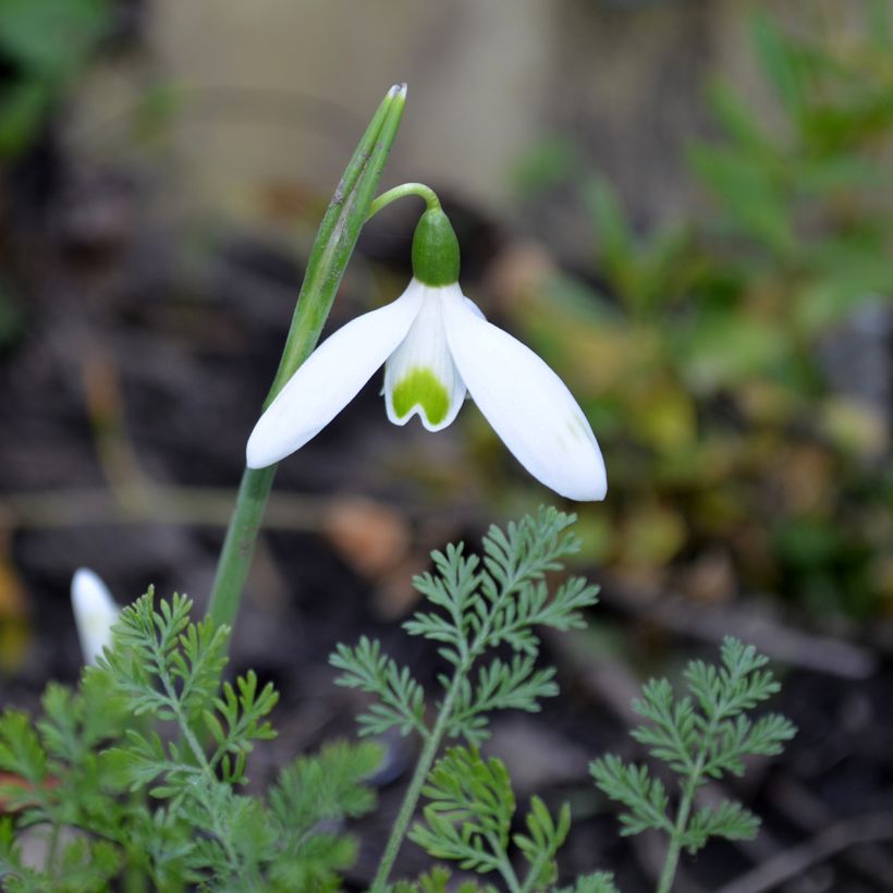 Lumikello - Galanthus reginae-olgae (Kukinta)