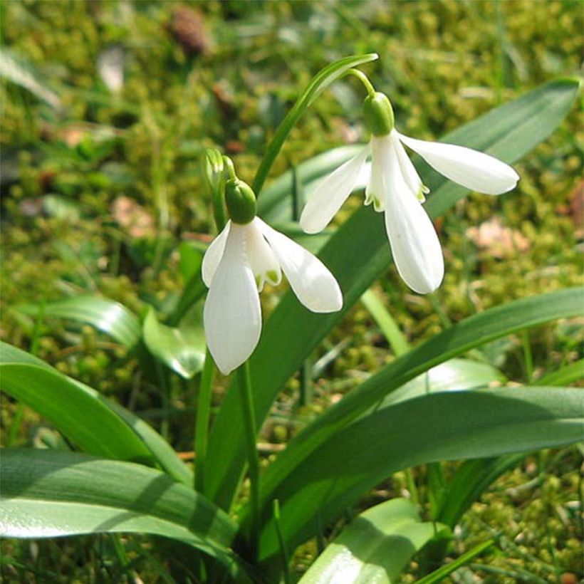 Turkinlumikello - Galanthus woronowii (Kukinta)