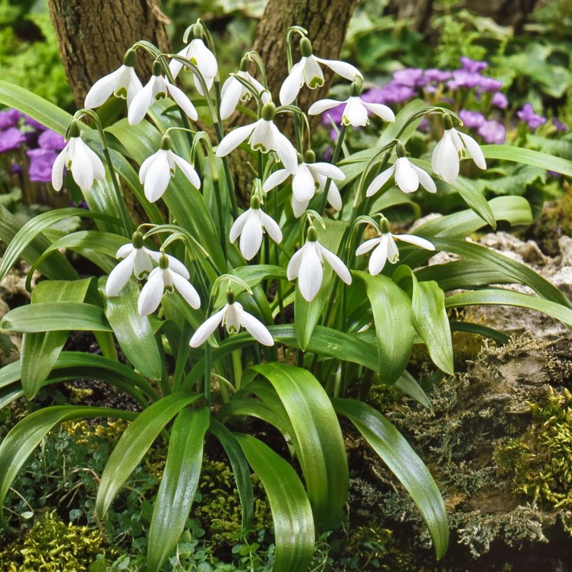 Turkinlumikello - Galanthus woronowii (Kasvutapa)