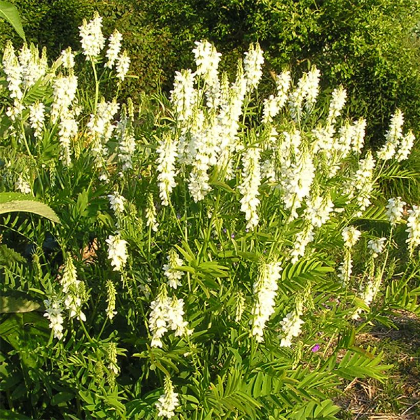 Rehuvuohenherne Alba (Kukinta)